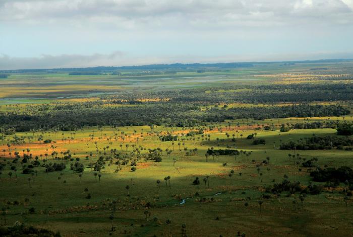 Areas palmares